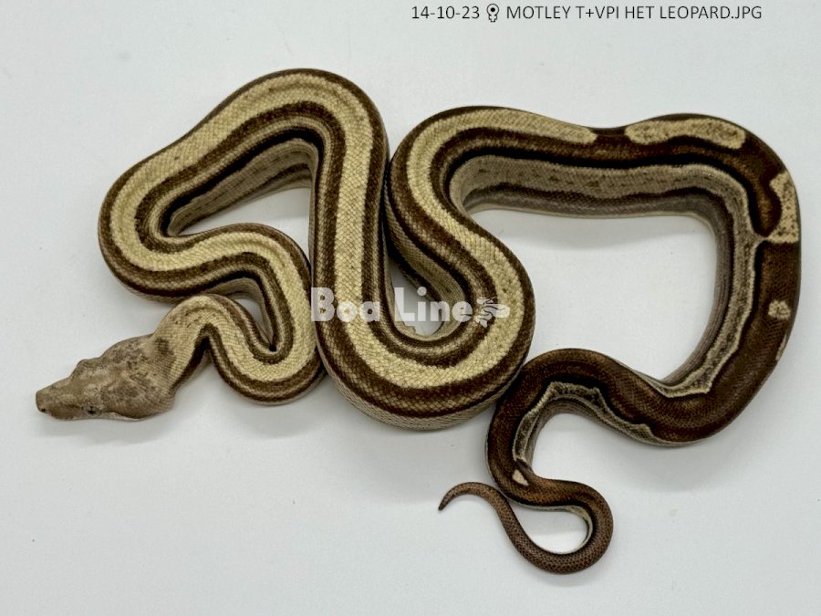MOTLEY T+VPI HET LEOPARD